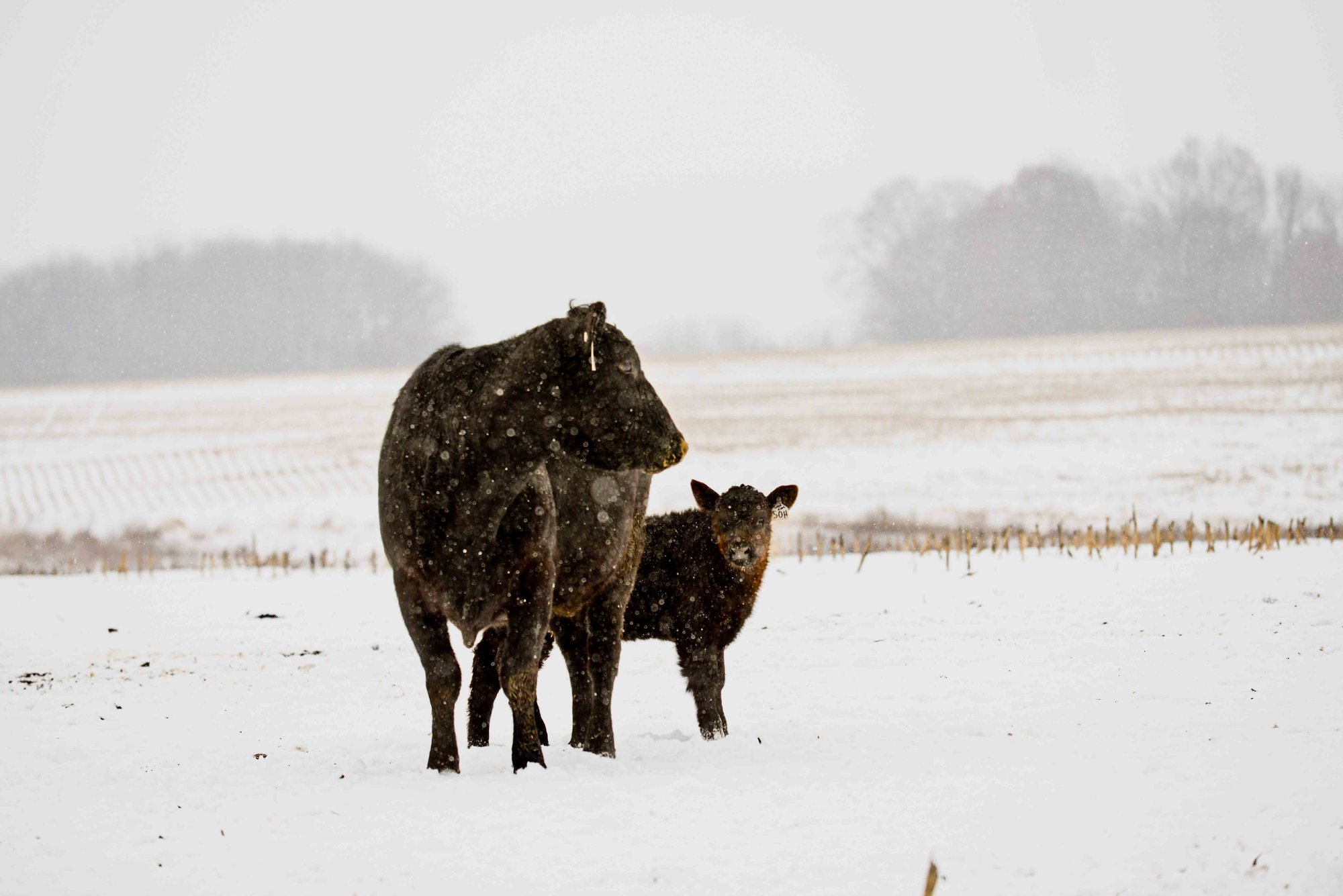 Cow and calf stand in a snowy field, surrounded by falling snowflakes, with bare trees in the distant background.