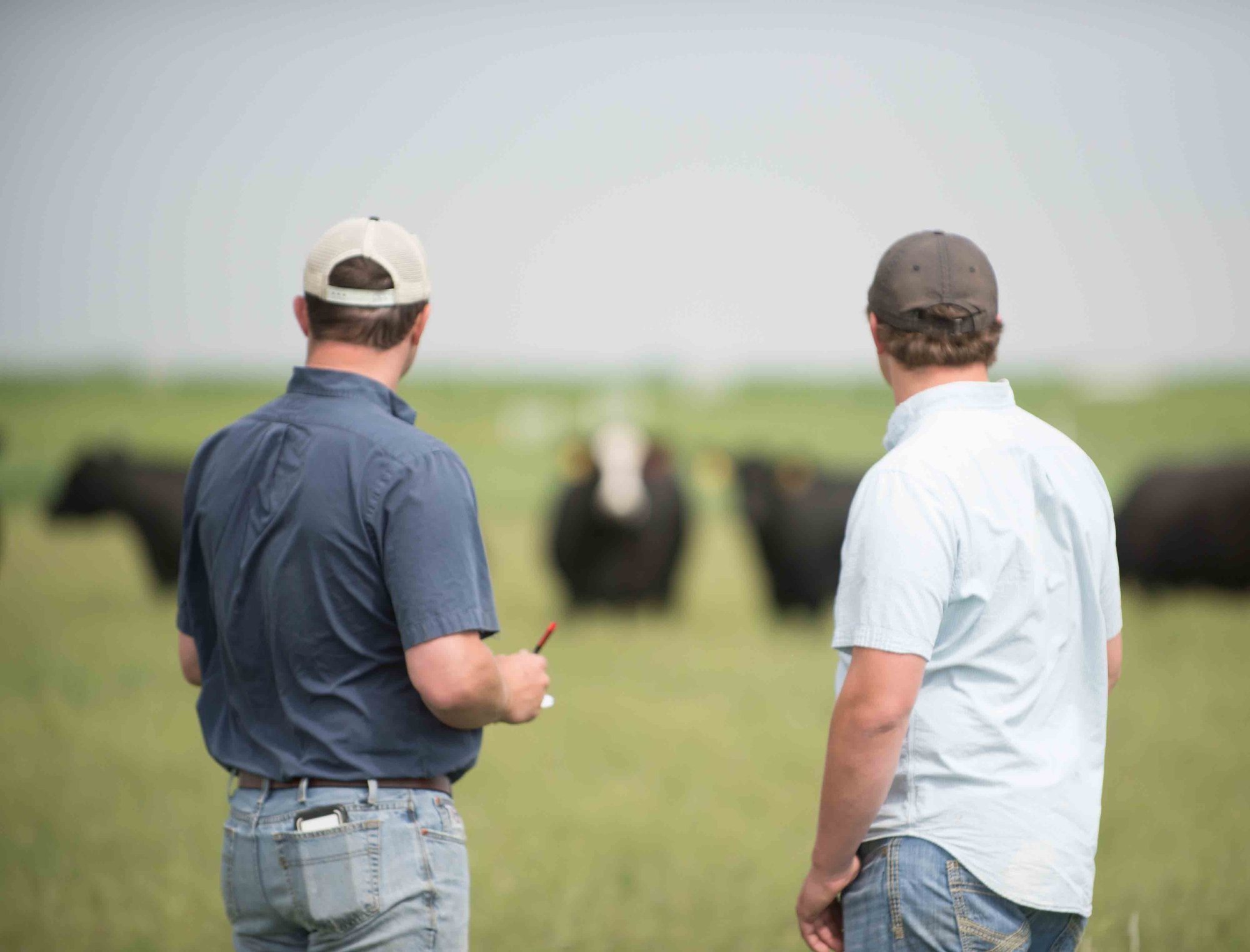 Two men in caps observe a herd of cows in a green field, discussing livestock management under a clear sky.