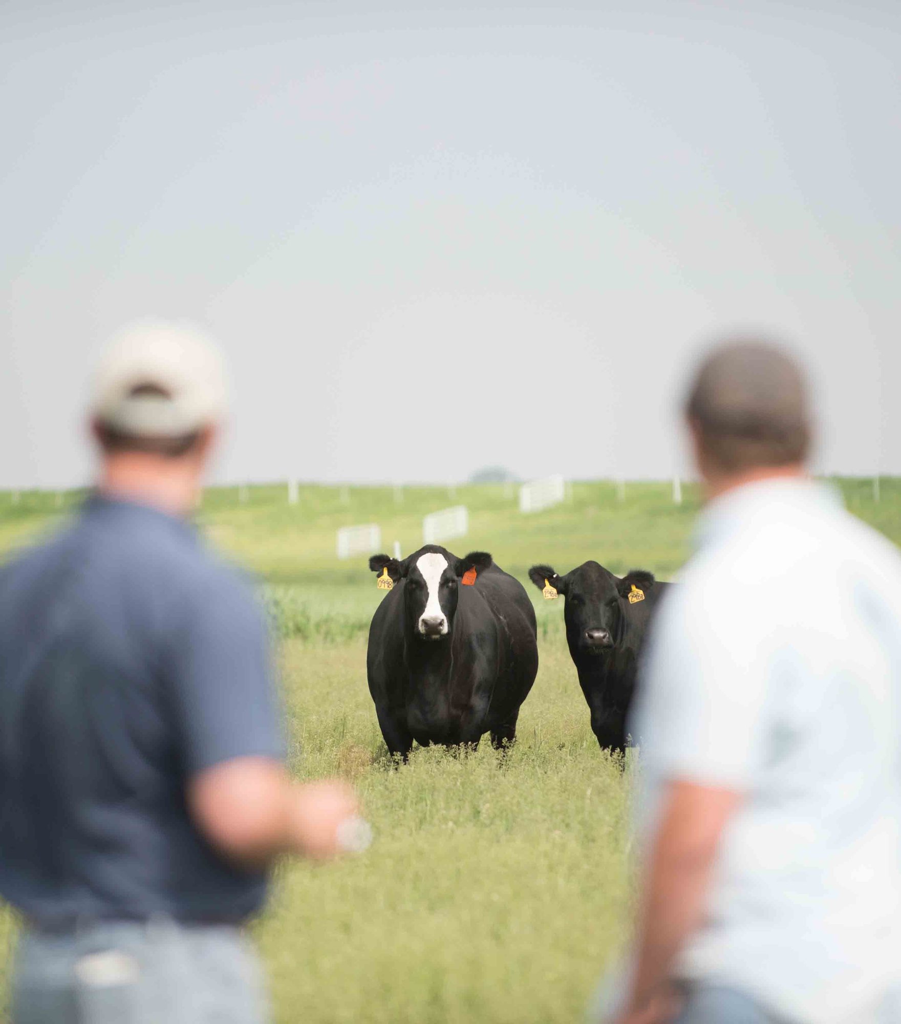 Two men observe cows in a grassy field, focusing on a black and white cow with ear tags, under a clear sky.