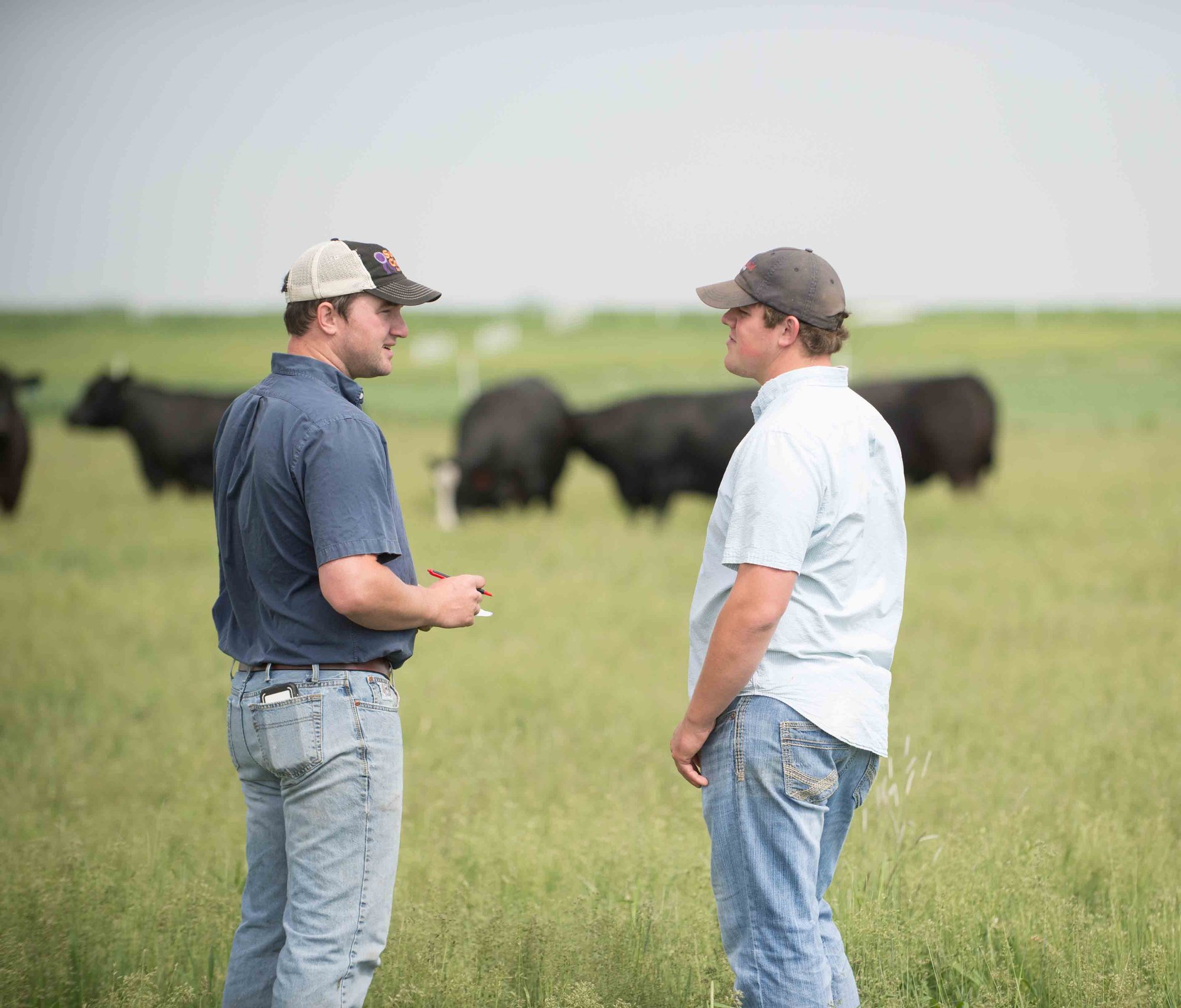 Two men in casual attire converse in a grassy field, with black cows grazing in the background under a clear sky.