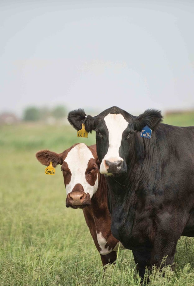 Two cows, one black and one brown, stand closely in a green field, wearing ear tags labeled "Faith" and "Stella.