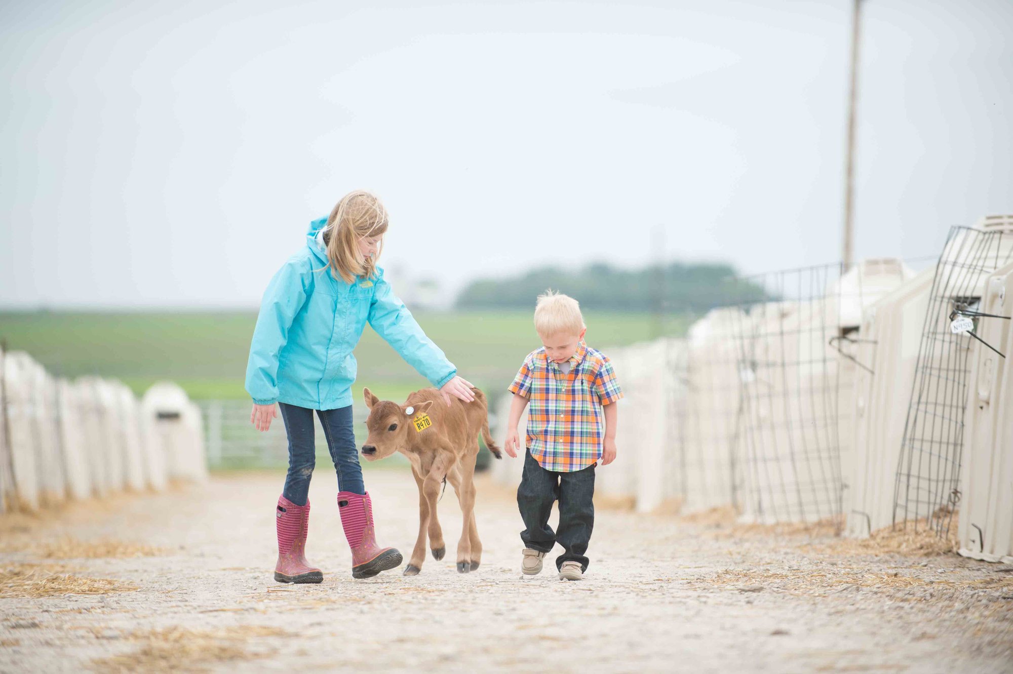 Two children walk with a calf on a farm path, surrounded by white fences and green fields under a cloudy sky.