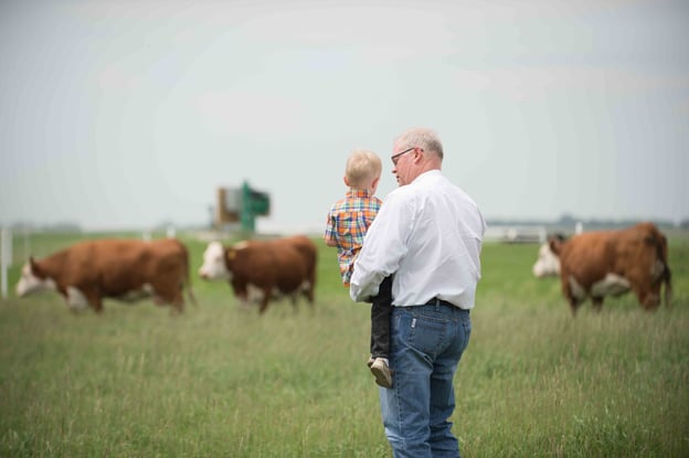 A man holds a child, watching cows graze in a green field under a cloudy sky, creating a peaceful rural scene.