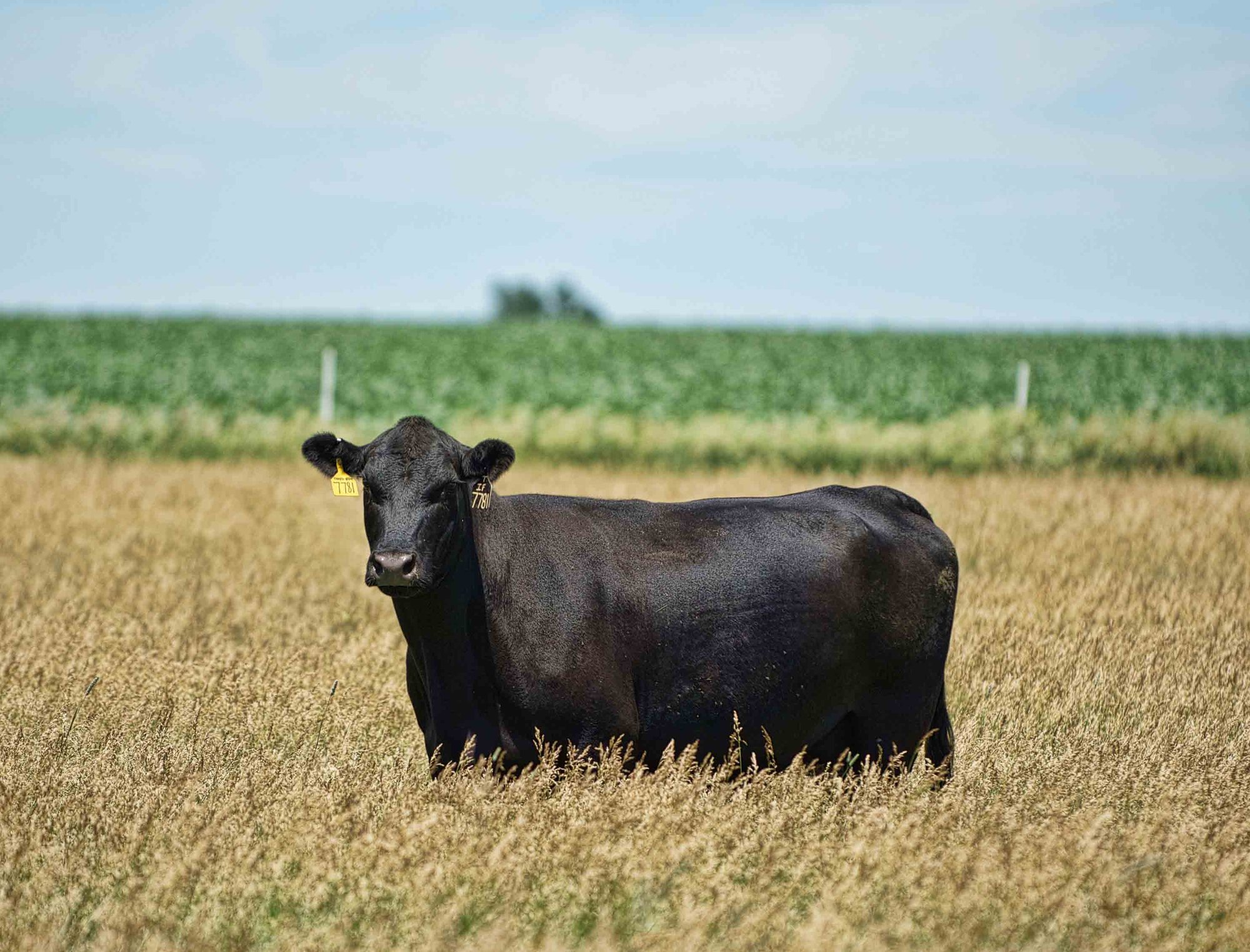 Black cow stands in a sunny field of tall grass, wearing yellow ear tags, with a green crop field in the background.