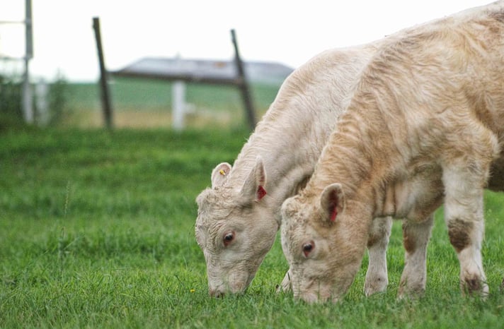 Two light-colored calves graze on lush green grass in a rural field, with a blurred fence and landscape in the background.