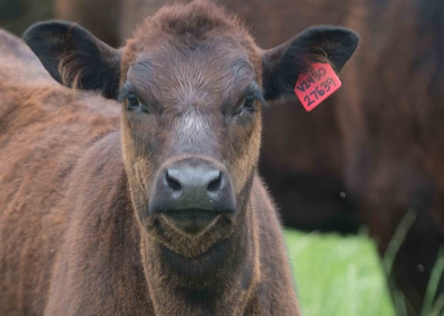 Close-up of a brown calf with a red ear tag, standing in a grassy field, looking directly at the camera.