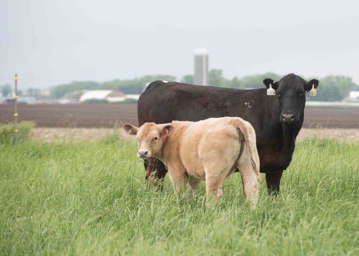 A black cow and tan calf stand in a lush green field, with a farm and silo visible in the distant background.