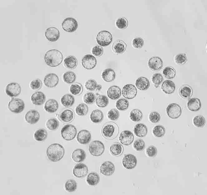 Microscopic view showcasing their circular shapes and textured surfaces.