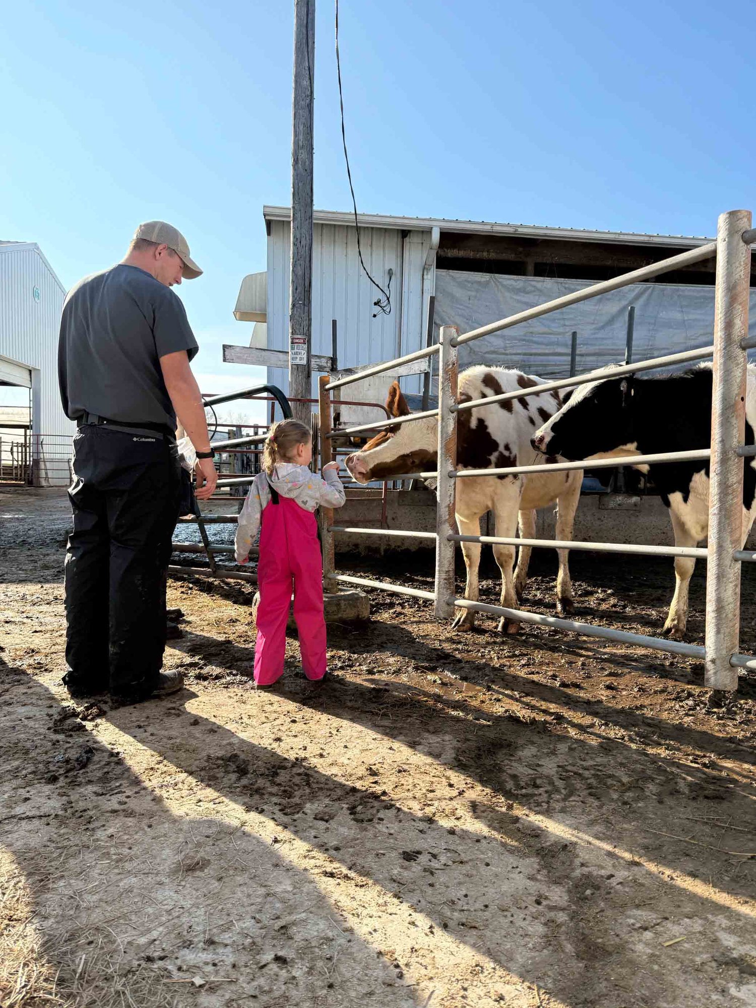 A man and child in pink overalls feed cows through a fence on a sunny farm, with a barn in the background.