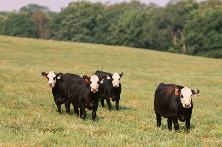 Four black and white cows stand on a grassy field with a forest backdrop, each wearing ear tags, under a clear sky.