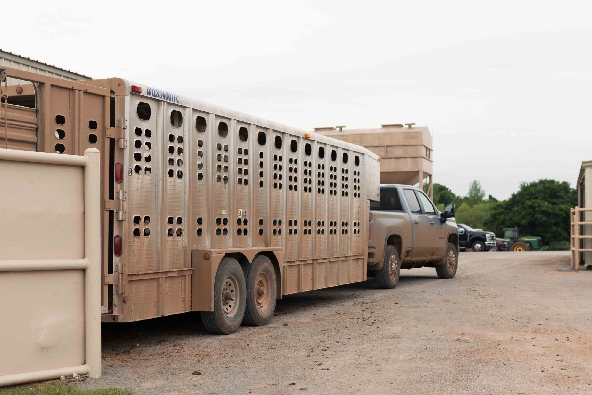 A truck pulls a livestock trailer on a rural road, surrounded by trees and farm equipment under an overcast sky.