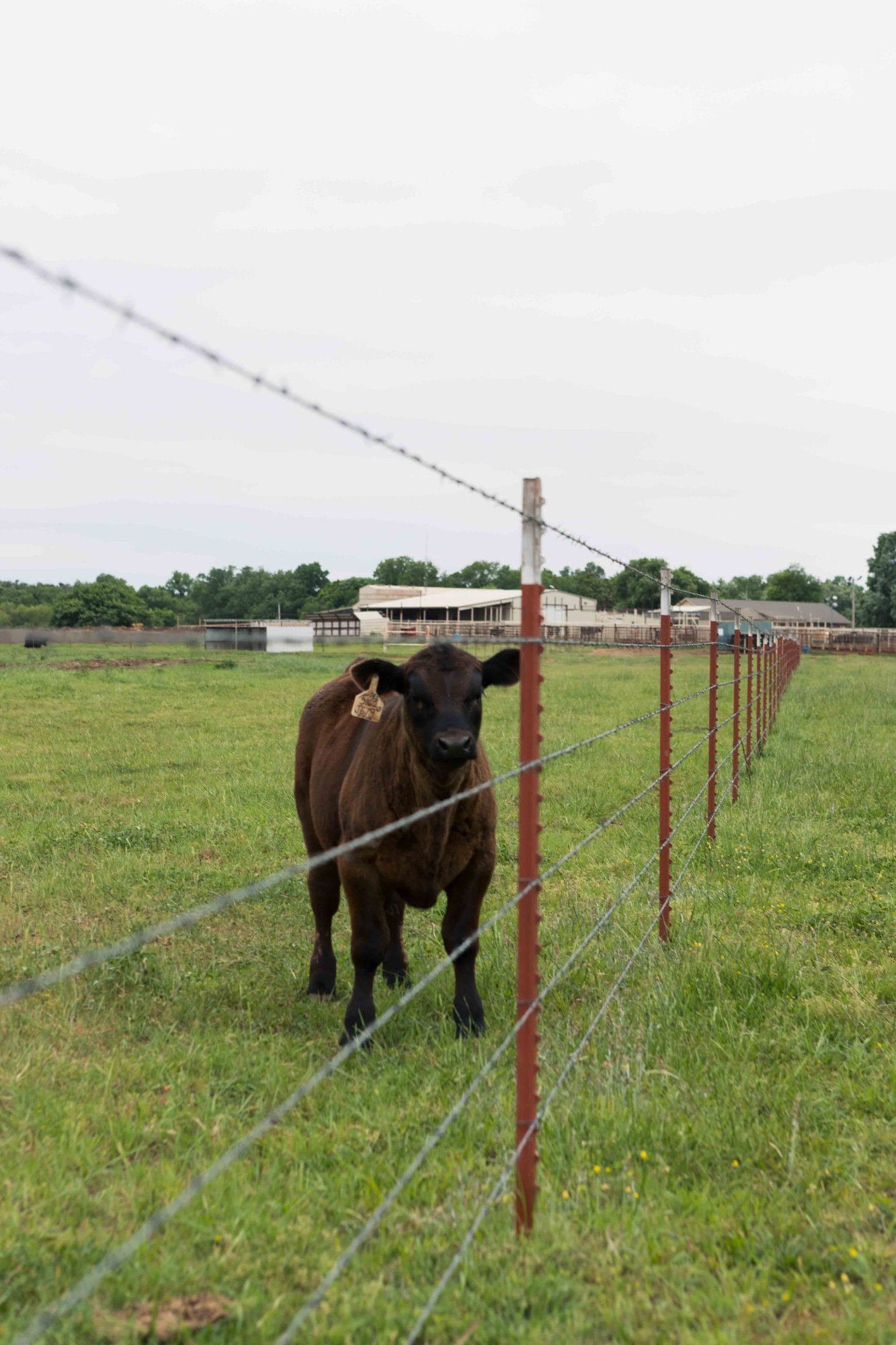 A brown cow stands near a barbed wire fence in a green pasture, with farm buildings visible in the background under a cloudy sky.