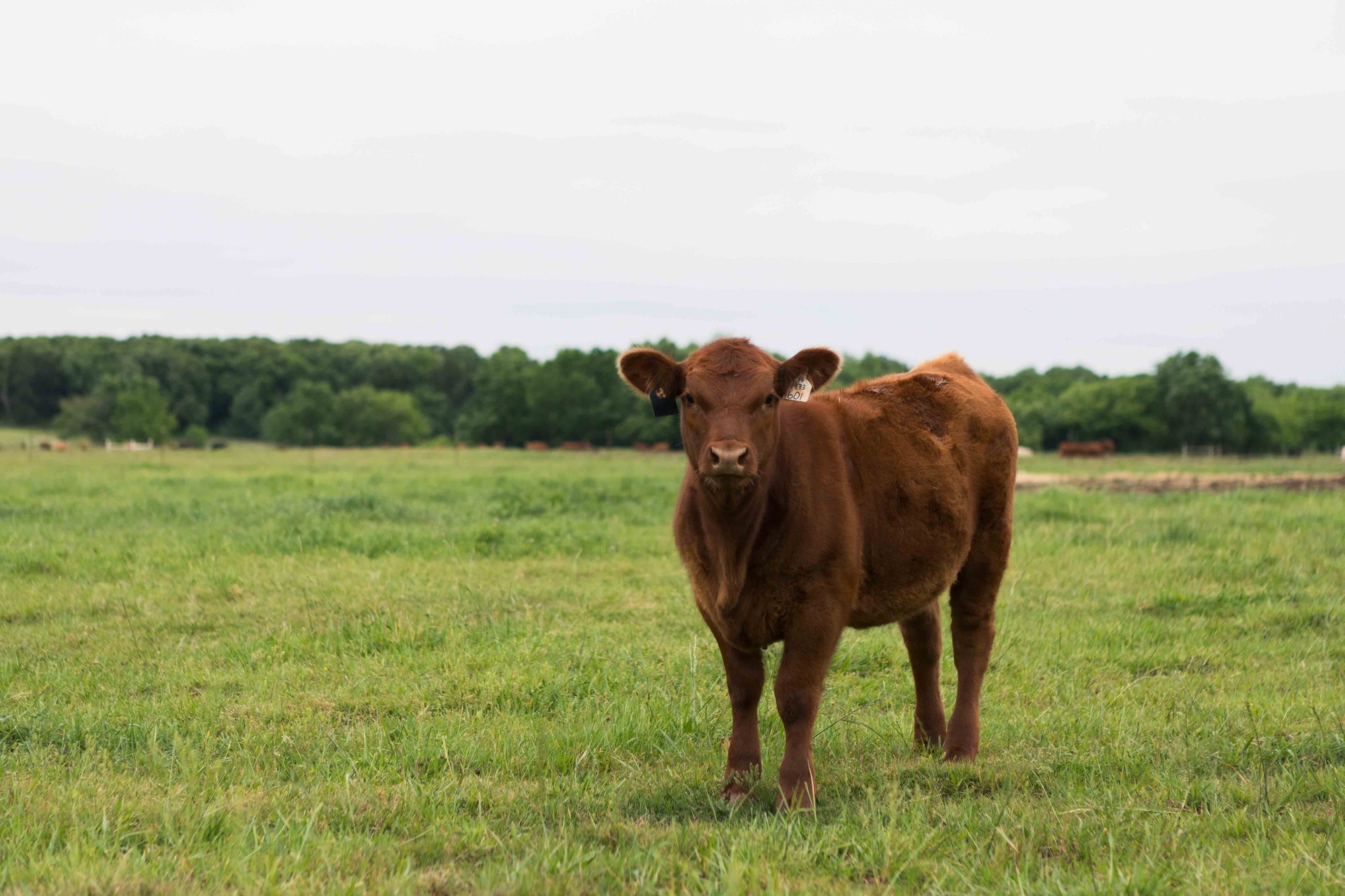 A brown cow stands in a lush green field with trees in the background, looking directly at the camera on a cloudy day.