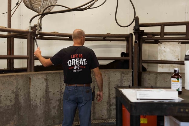 Cattle handler working with livestock in an indoor cattle handling facility.