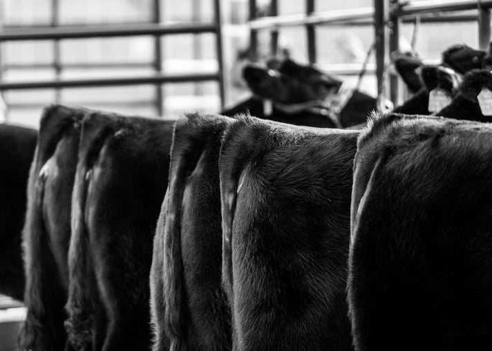 Black-and-white photo of cattle standing together inside a livestock facility.