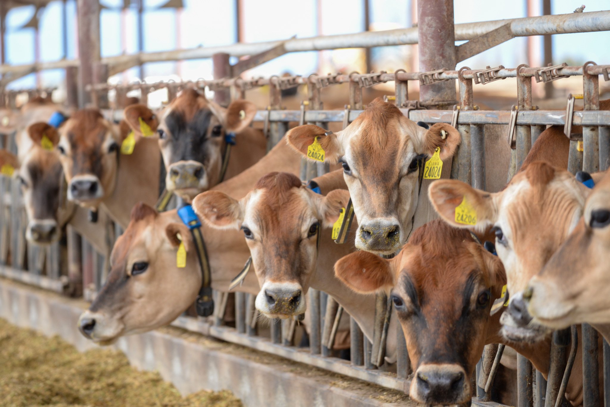 dairy-cows