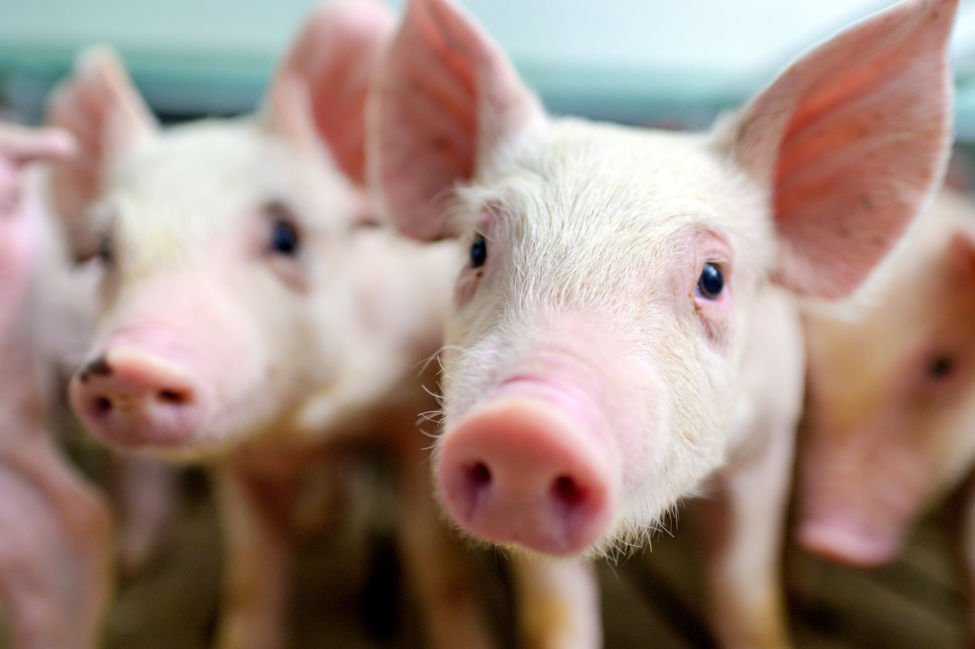 piglets