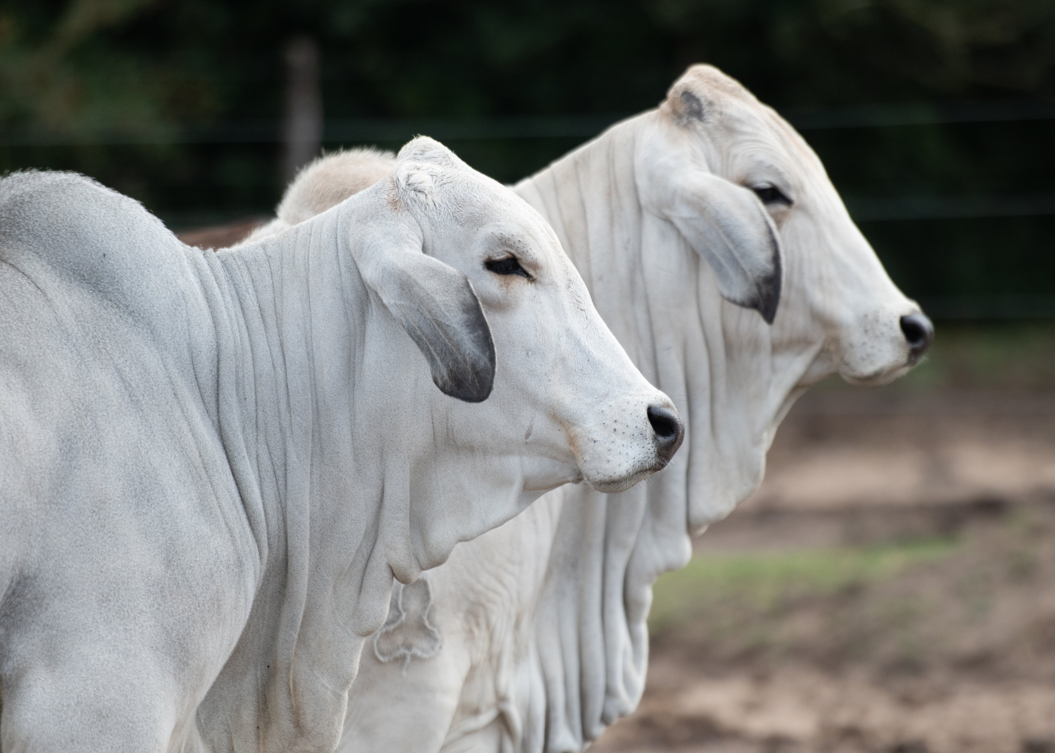 two brahman cattle