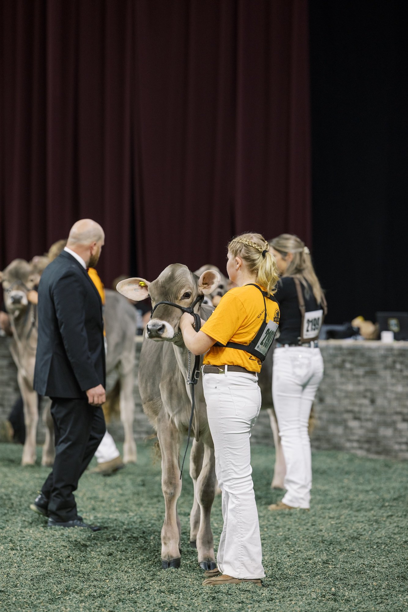 girl showing brown Swiss heifer