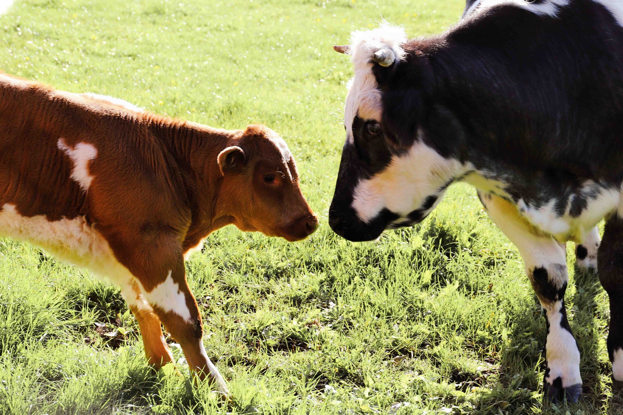 Brown calf and black-and-white cow facing each other in a grassy pasture