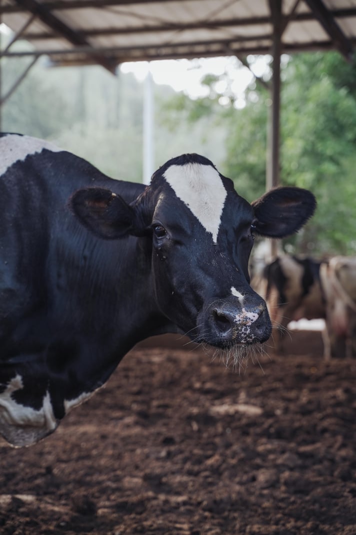 Dairy-cow-1