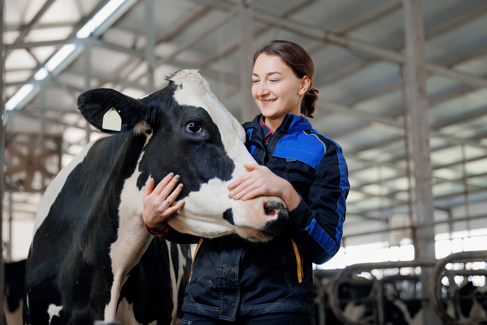 Farm worker standing beside holding a black-and-white dairy cow inside a barn