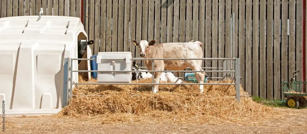 Young calf standing in a straw-covered pen beside calf shelters on a farm