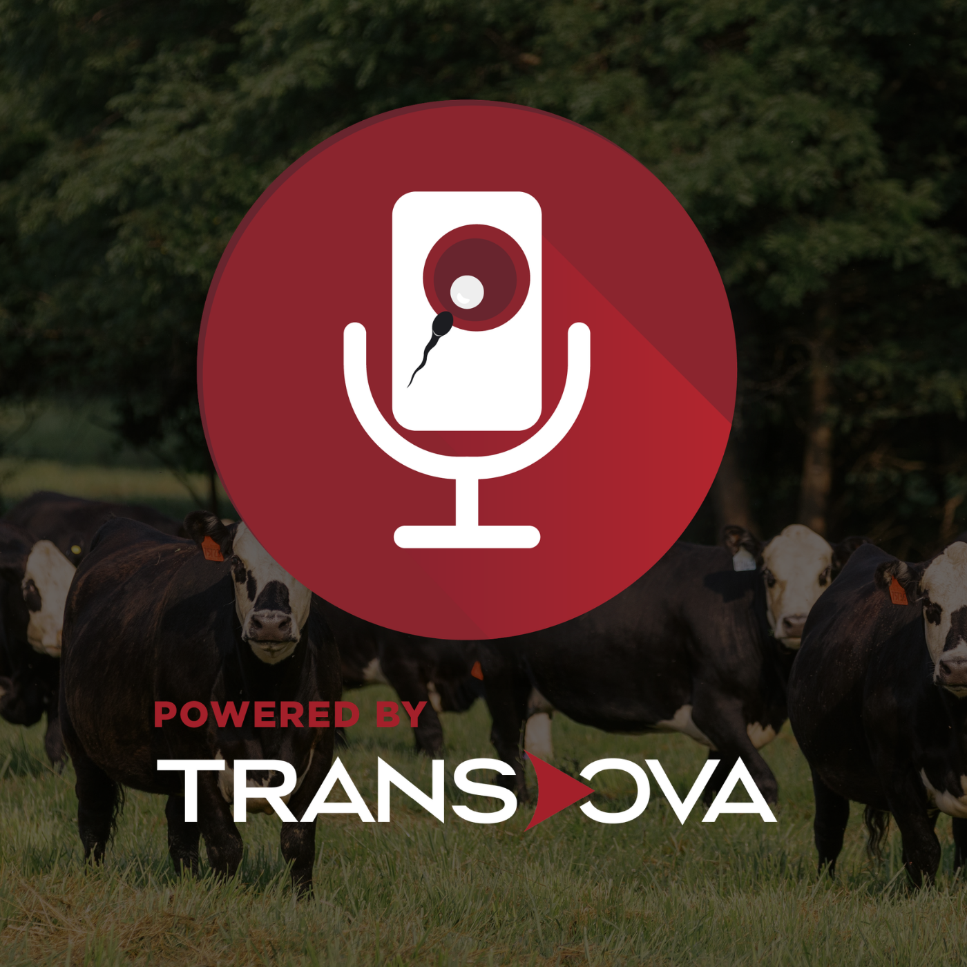 Hybrid Vigor Cattle: Boosting Herd Efficiency with F1s