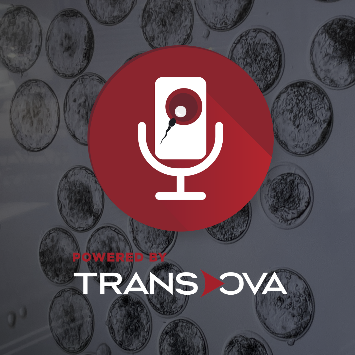 Maximizing Genetic Progress with Pregnant Donor IVF