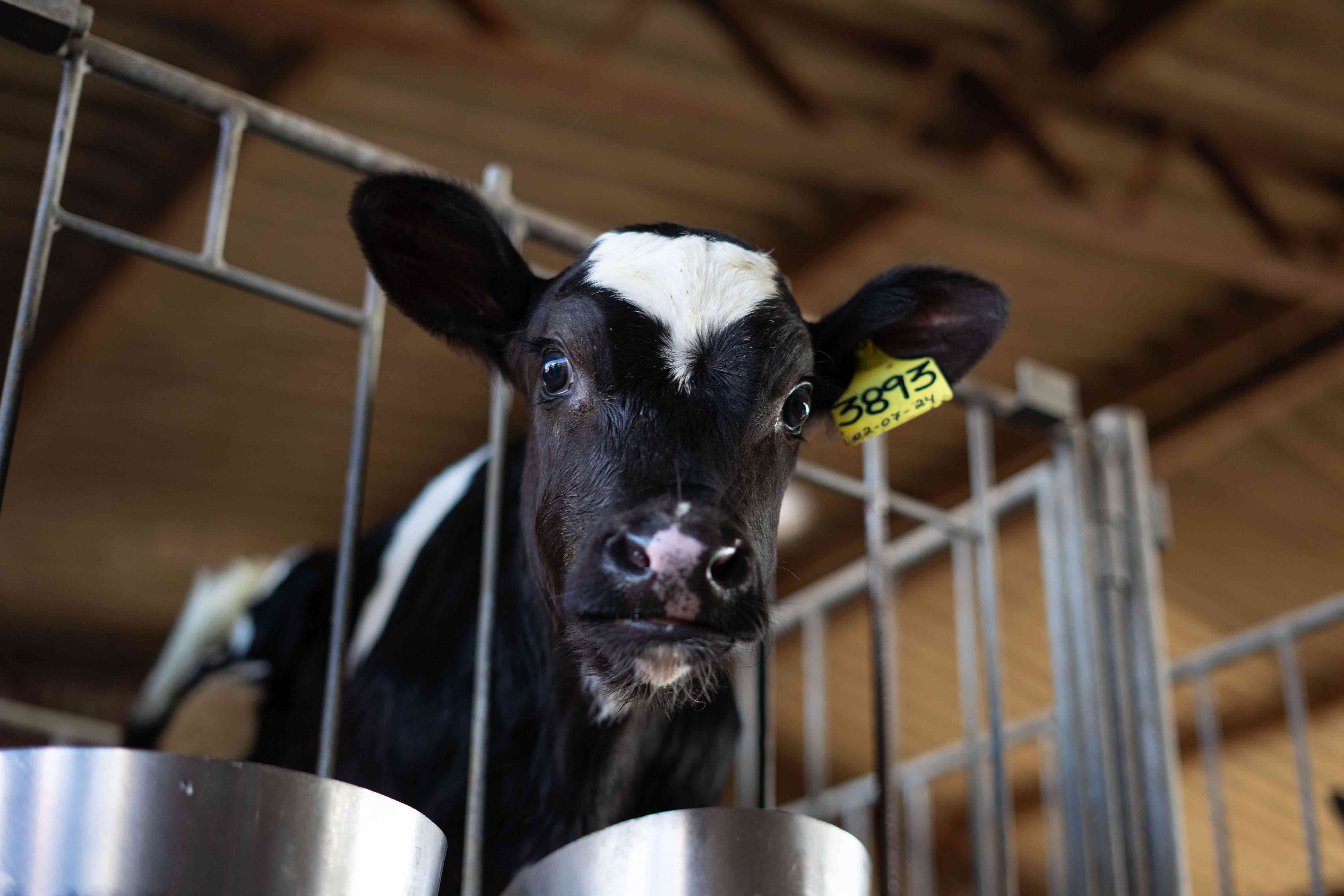 Close-up-of-a-black-and-white-calf-with-a-yellow-ear-tag-standing-inside-a-farm-enclosure