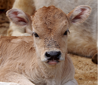 Beef x Dairy Embryos